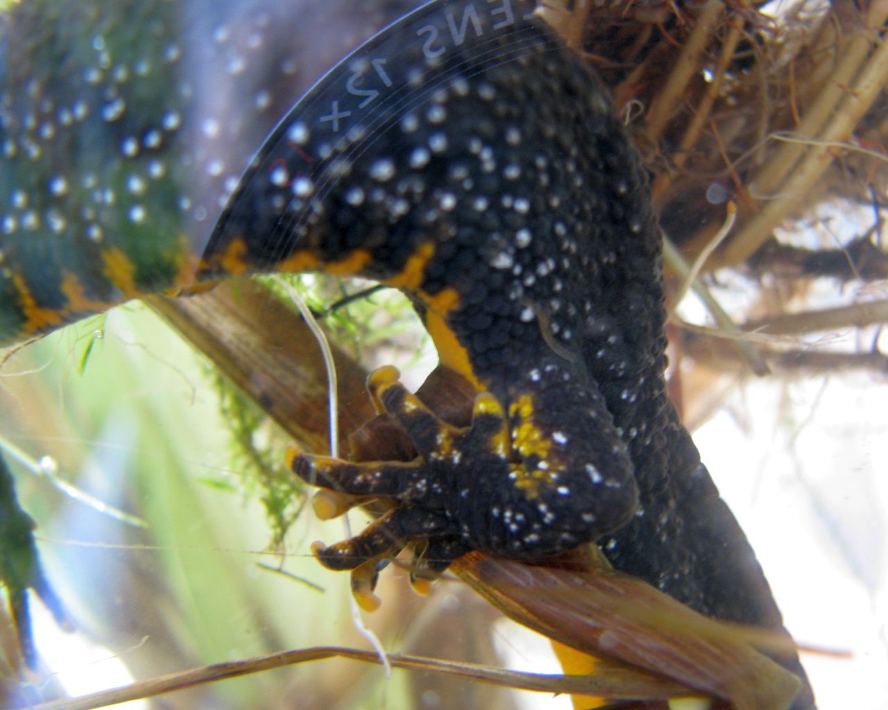 Newts