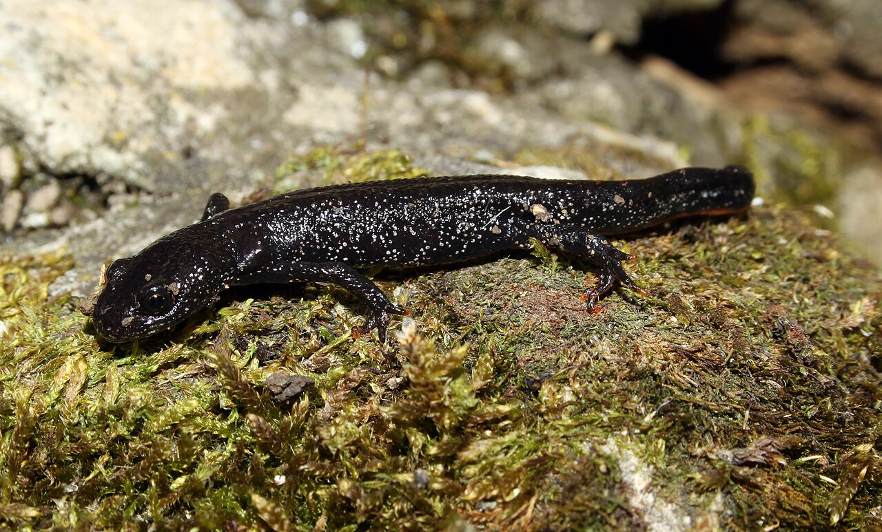 Newts