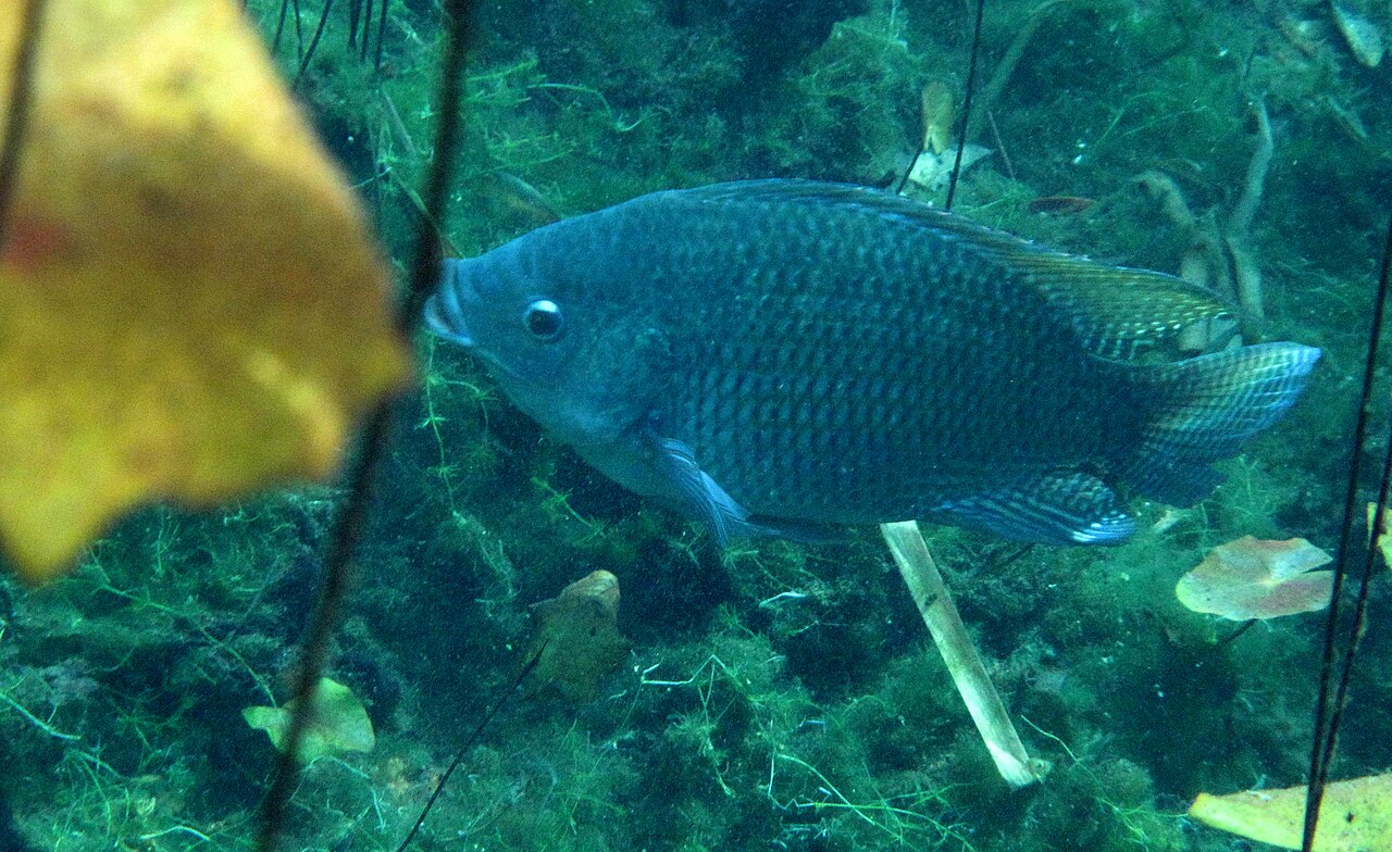 Nile tilapia