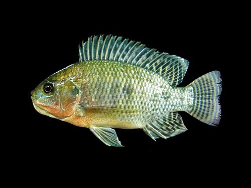 Nile tilapia