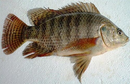 Nile tilapia