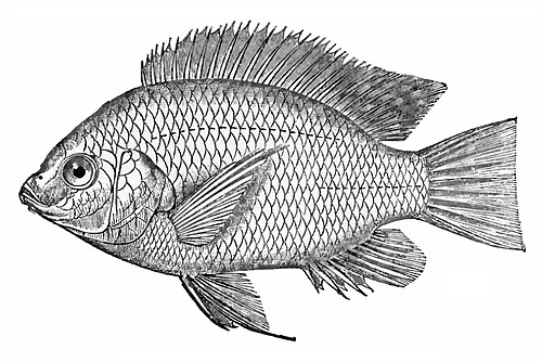 Nile tilapia