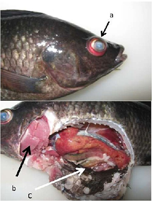 Nile tilapia