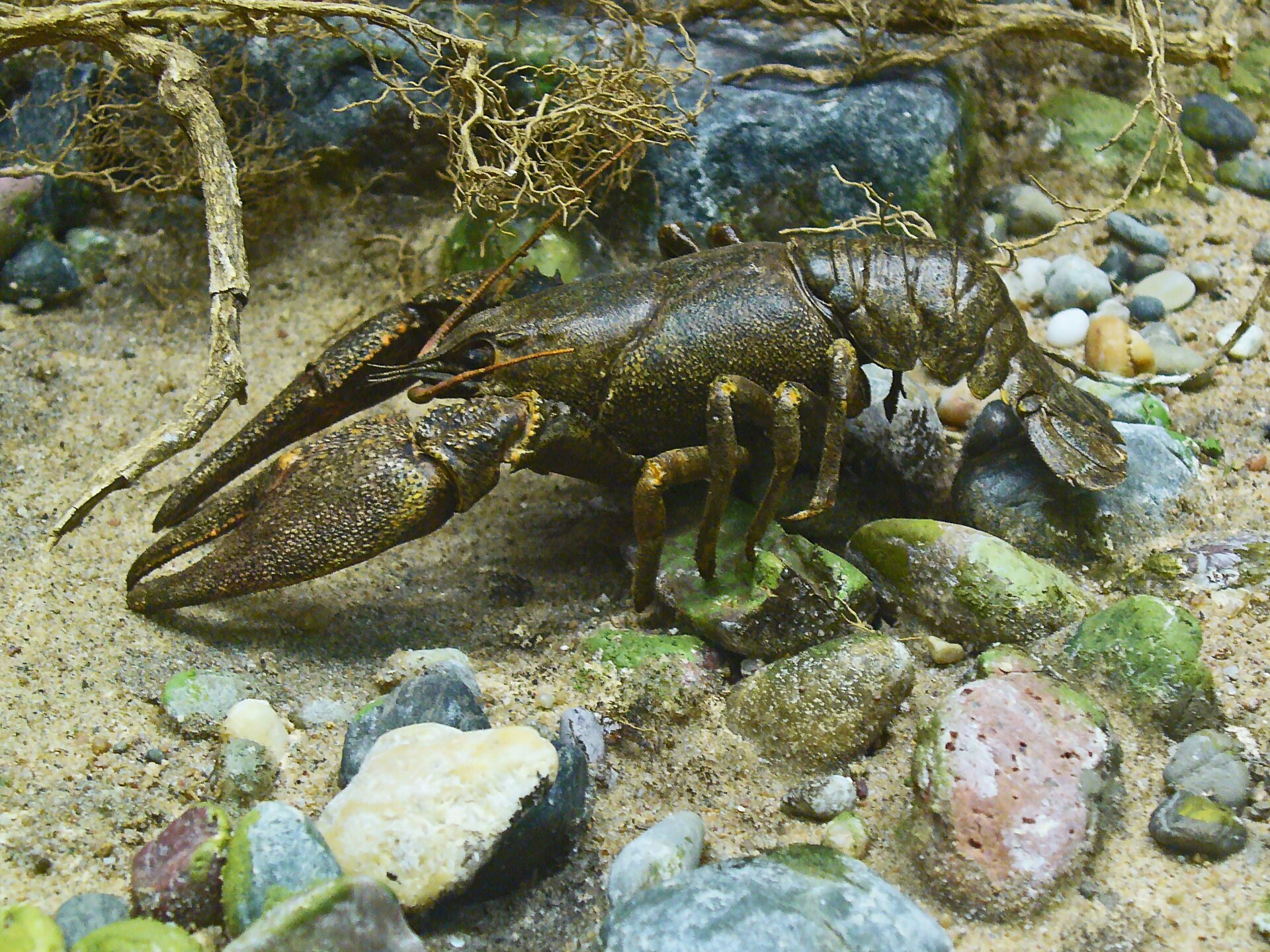 Noble crayfish