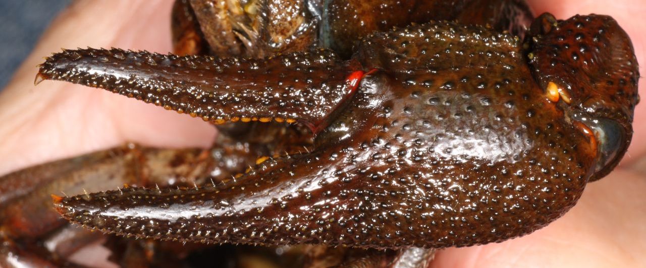 Noble crayfish