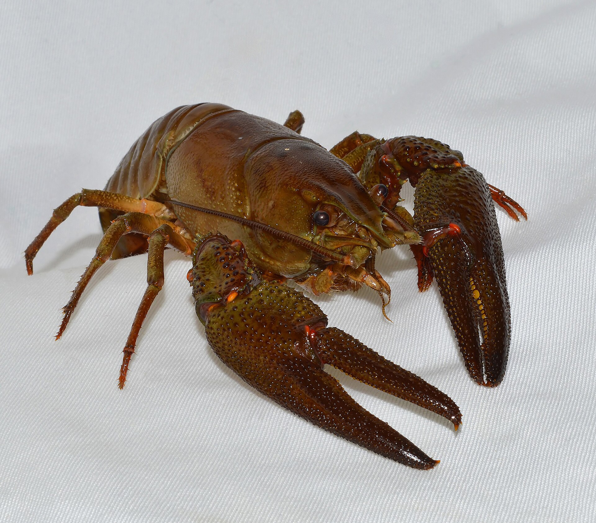 Noble crayfish