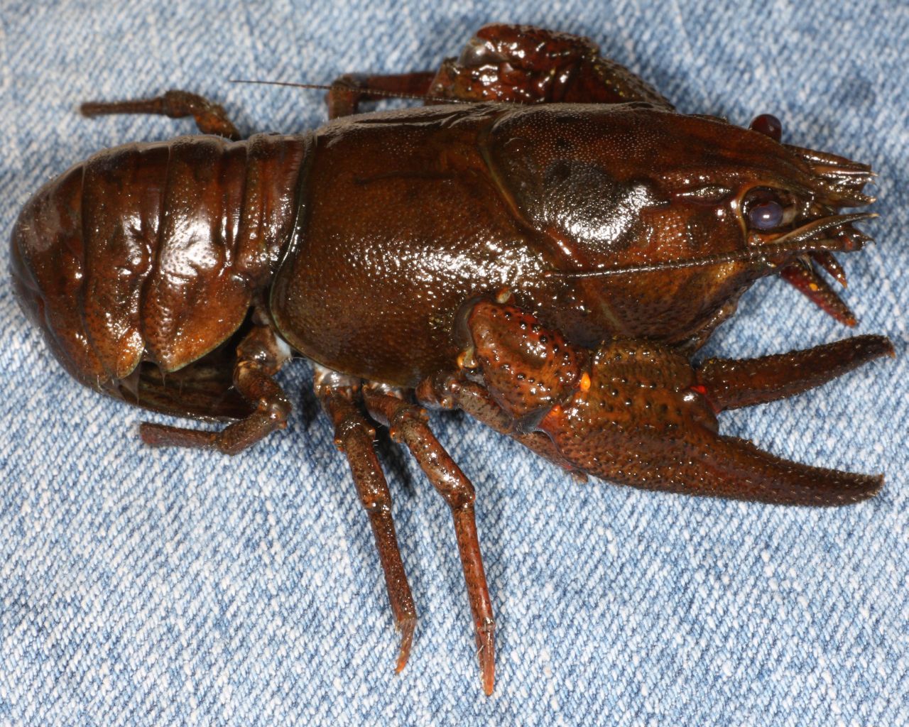 Noble crayfish