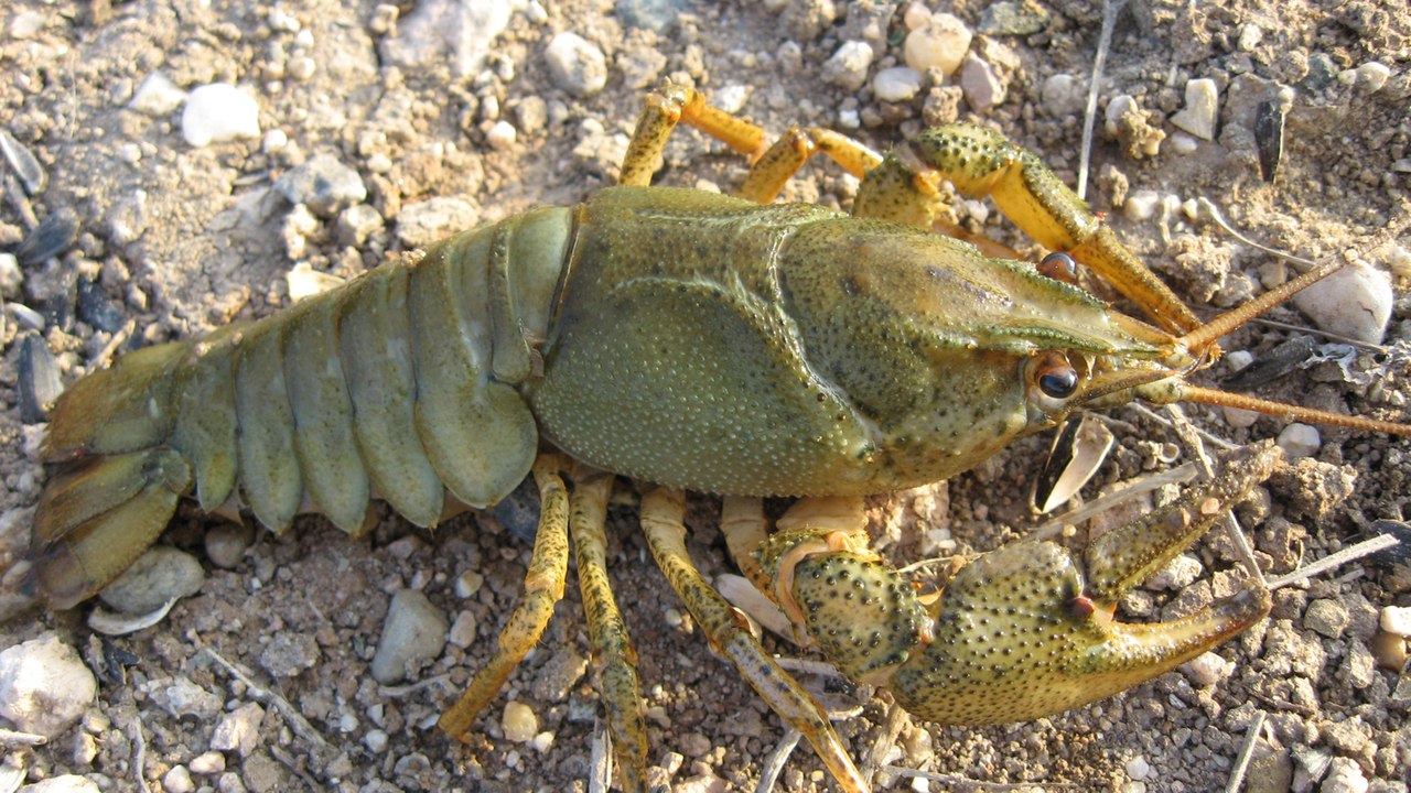 Noble crayfish