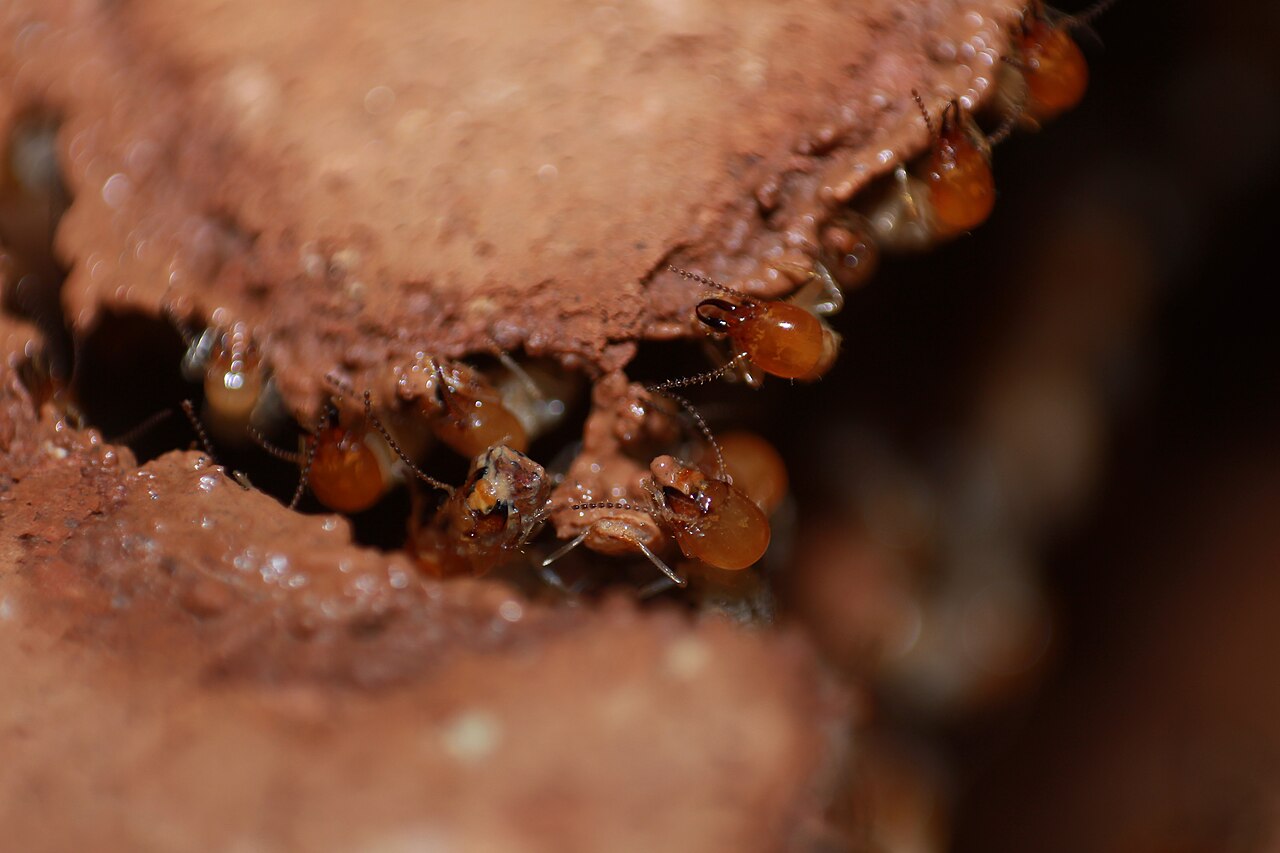 Odontotermes termites