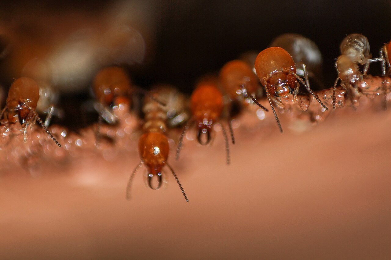 Odontotermes termites