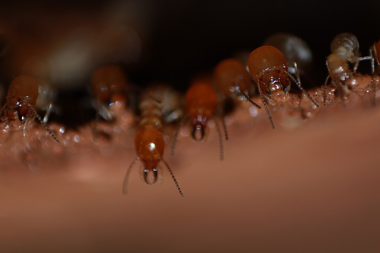 Odontotermes termites