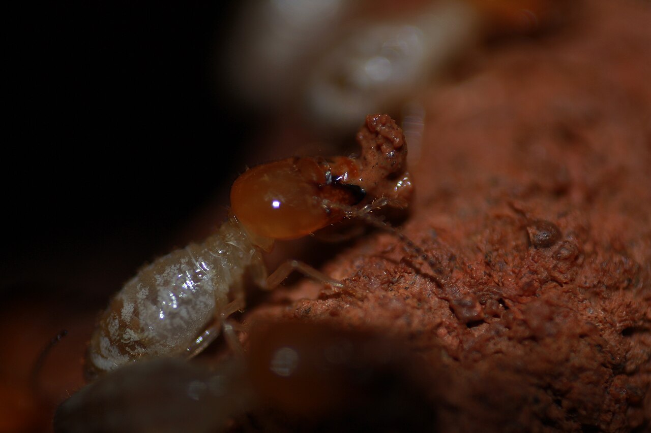 Odontotermes termites