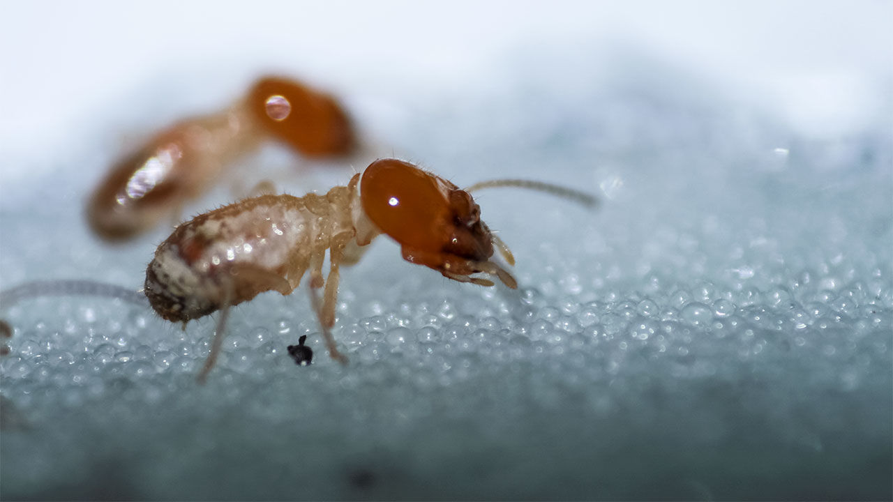 Odontotermes termites