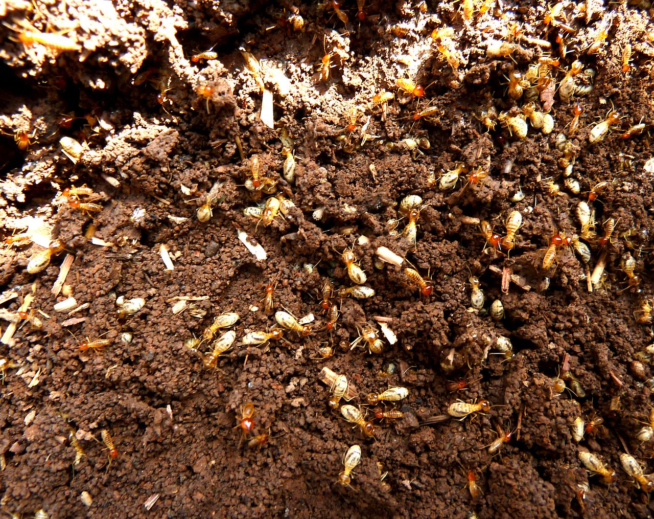 Odontotermes termites