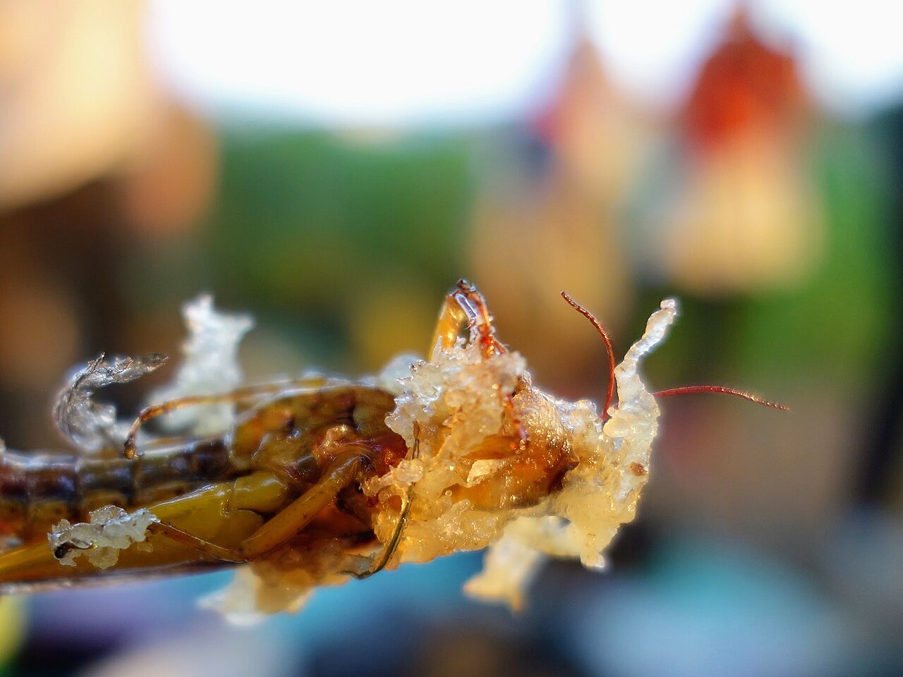 Orthopterans