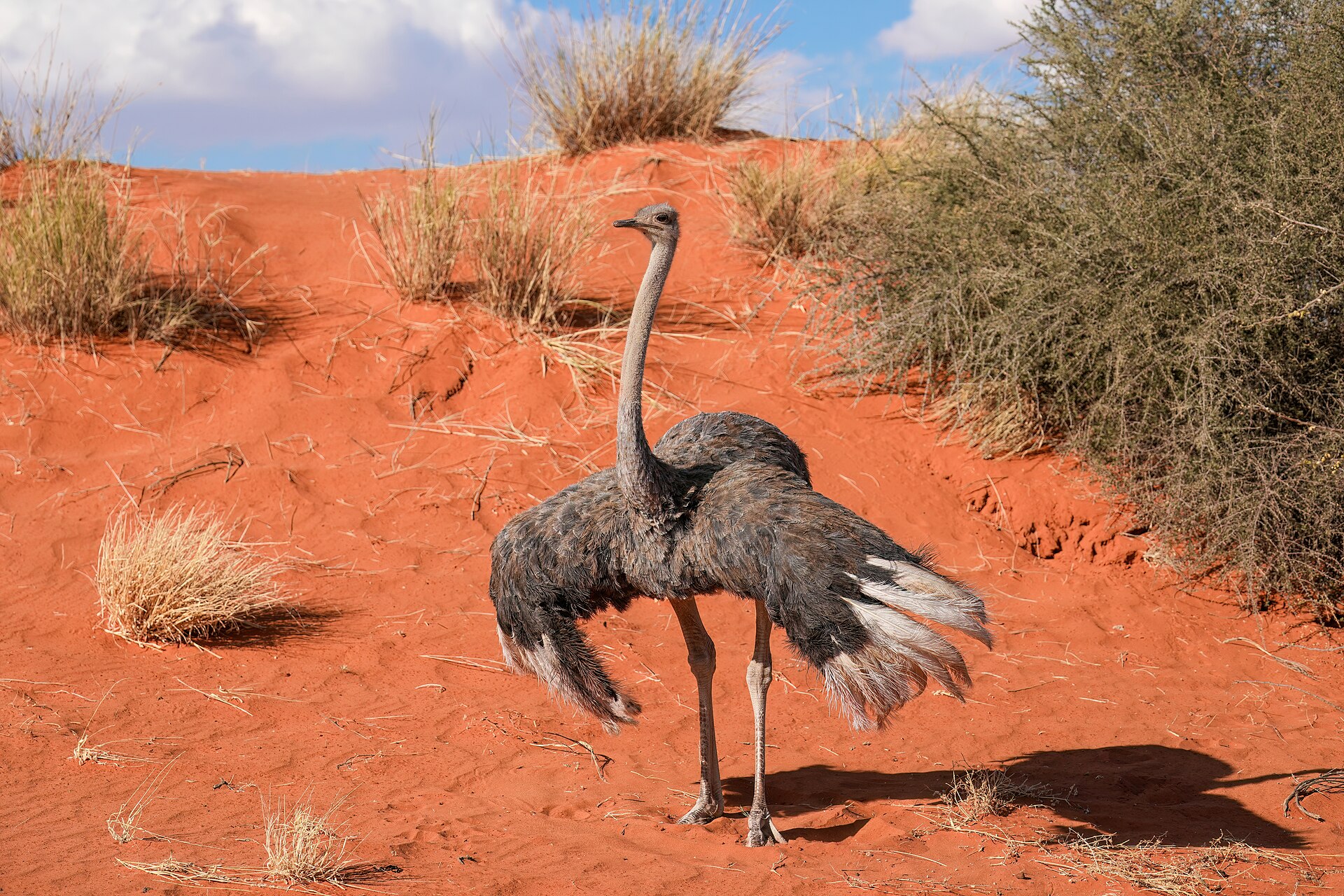 Ostrich