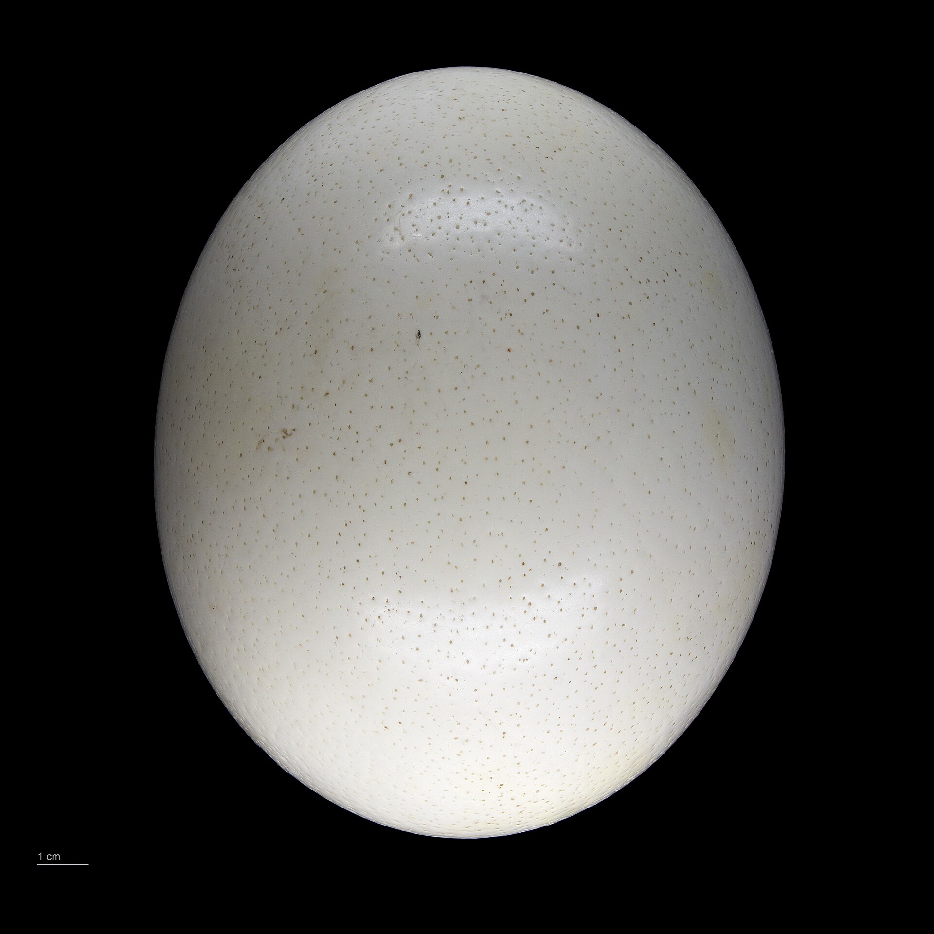 Ostrich