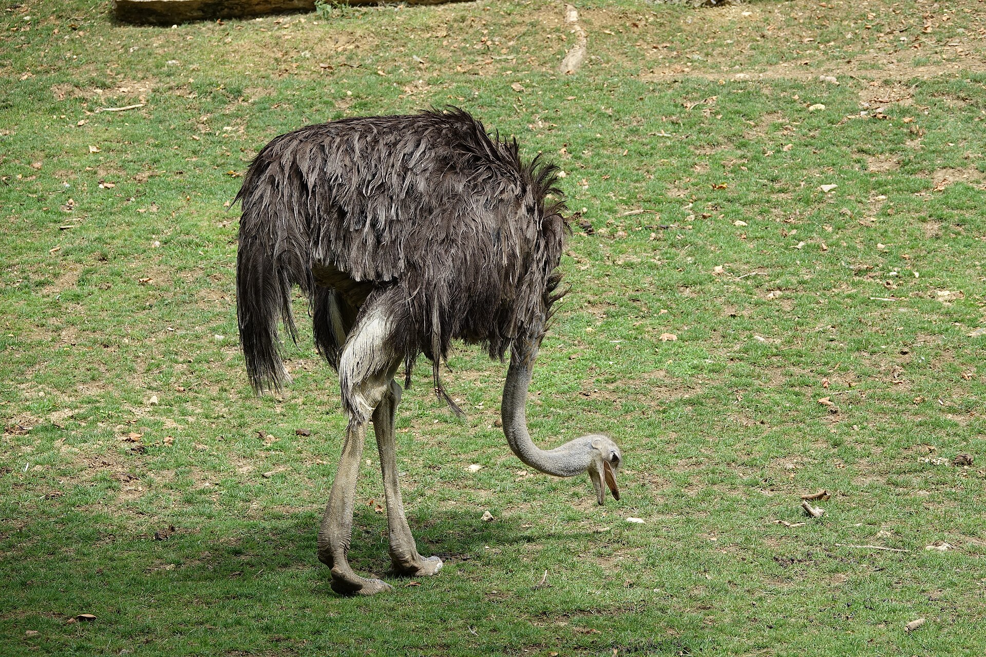 Ostrich