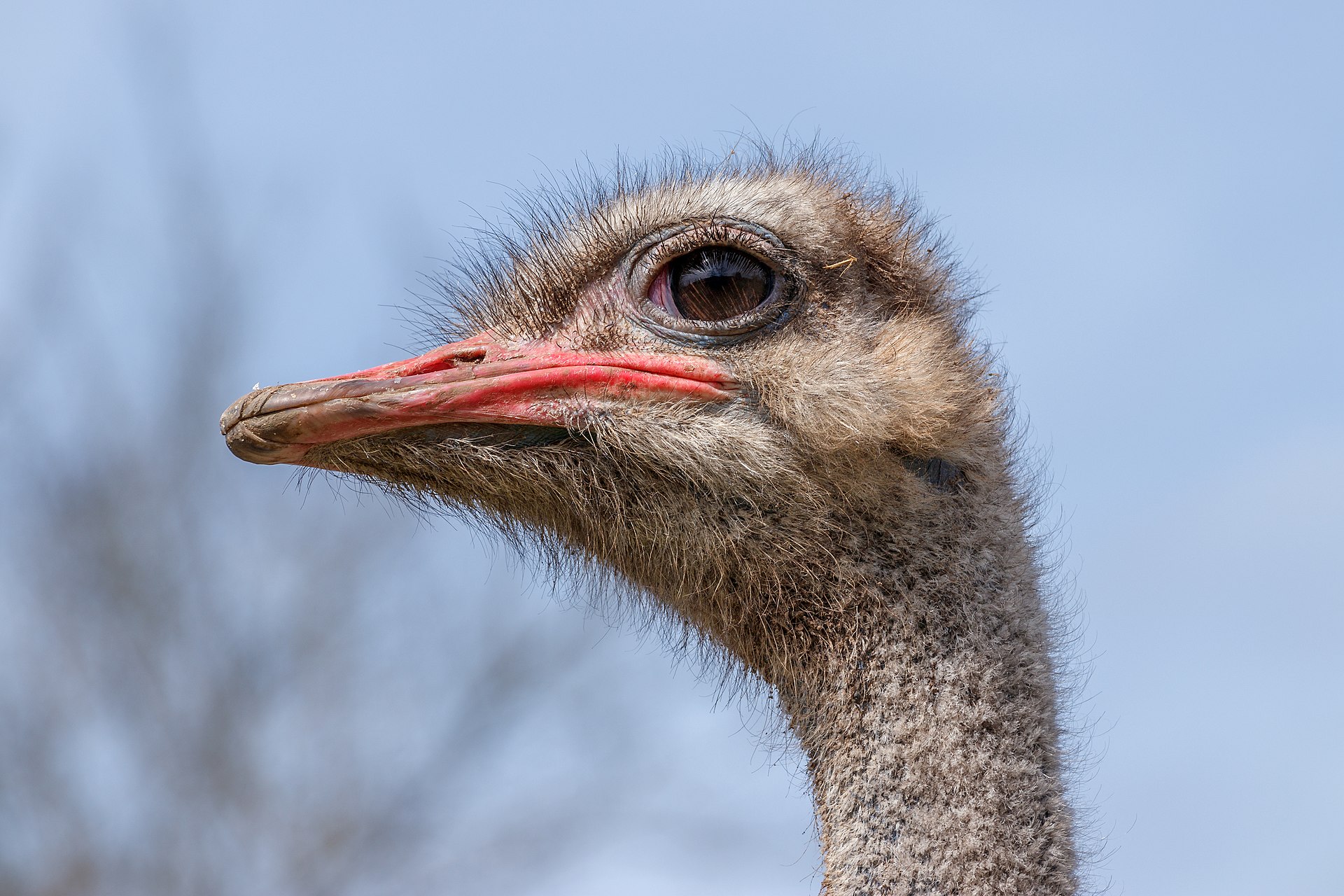 Ostrich