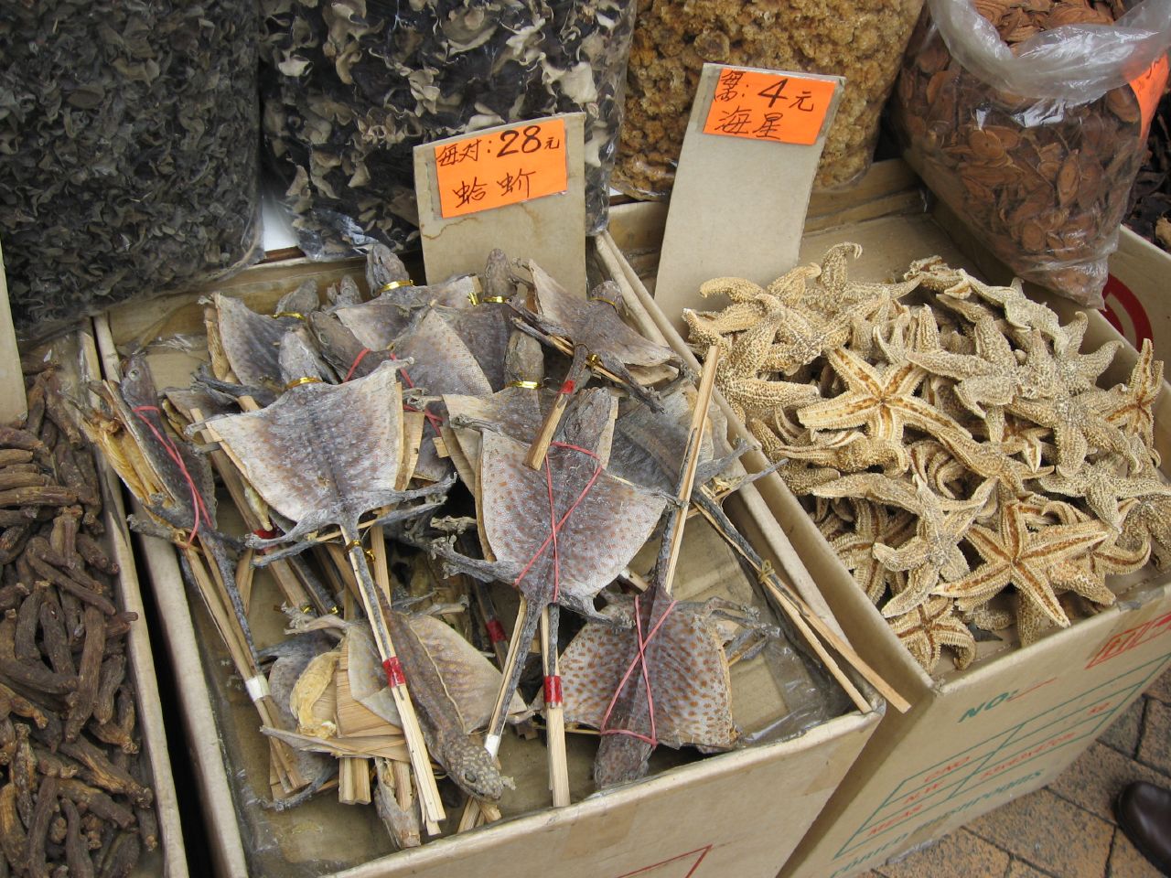 Other Edible Echinoderms