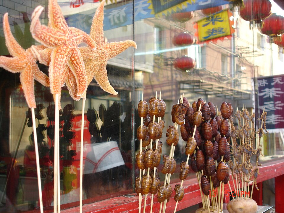 Other Edible Echinoderms