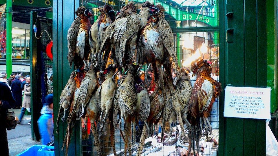 Other Game Birds