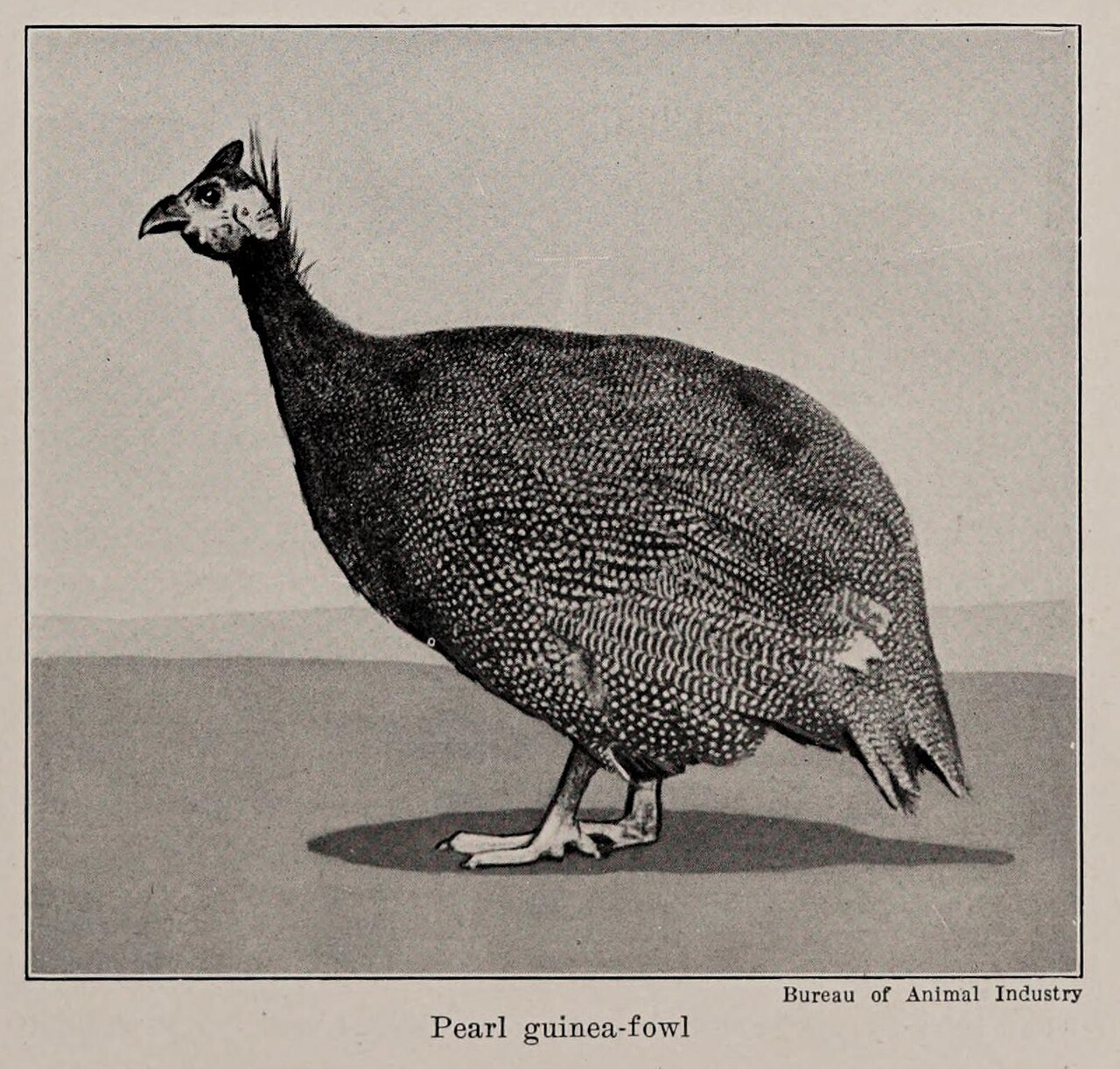 Other Game Birds
