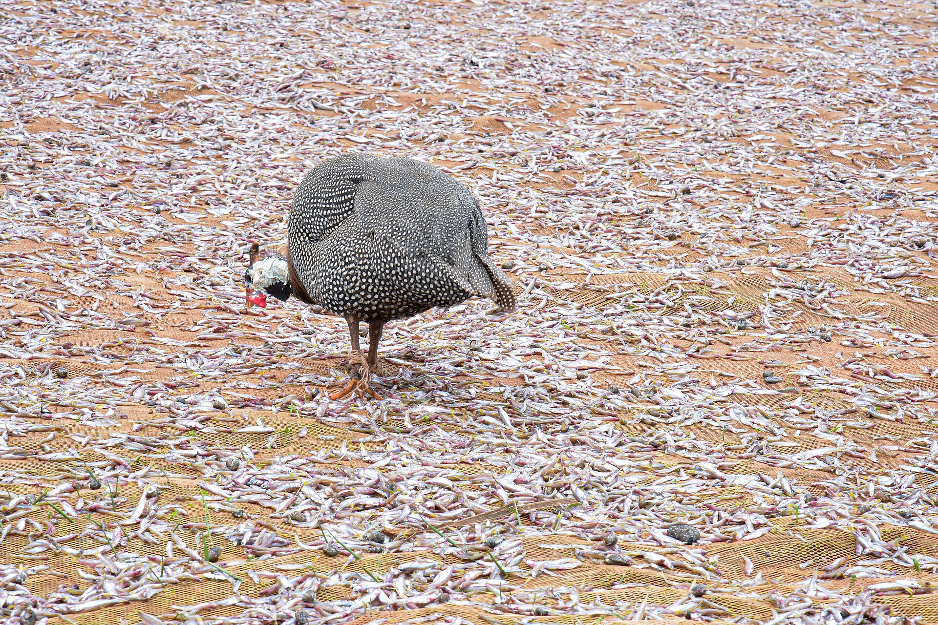 Other Game Birds
