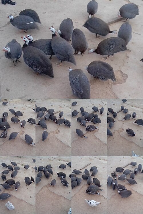Other Game Birds