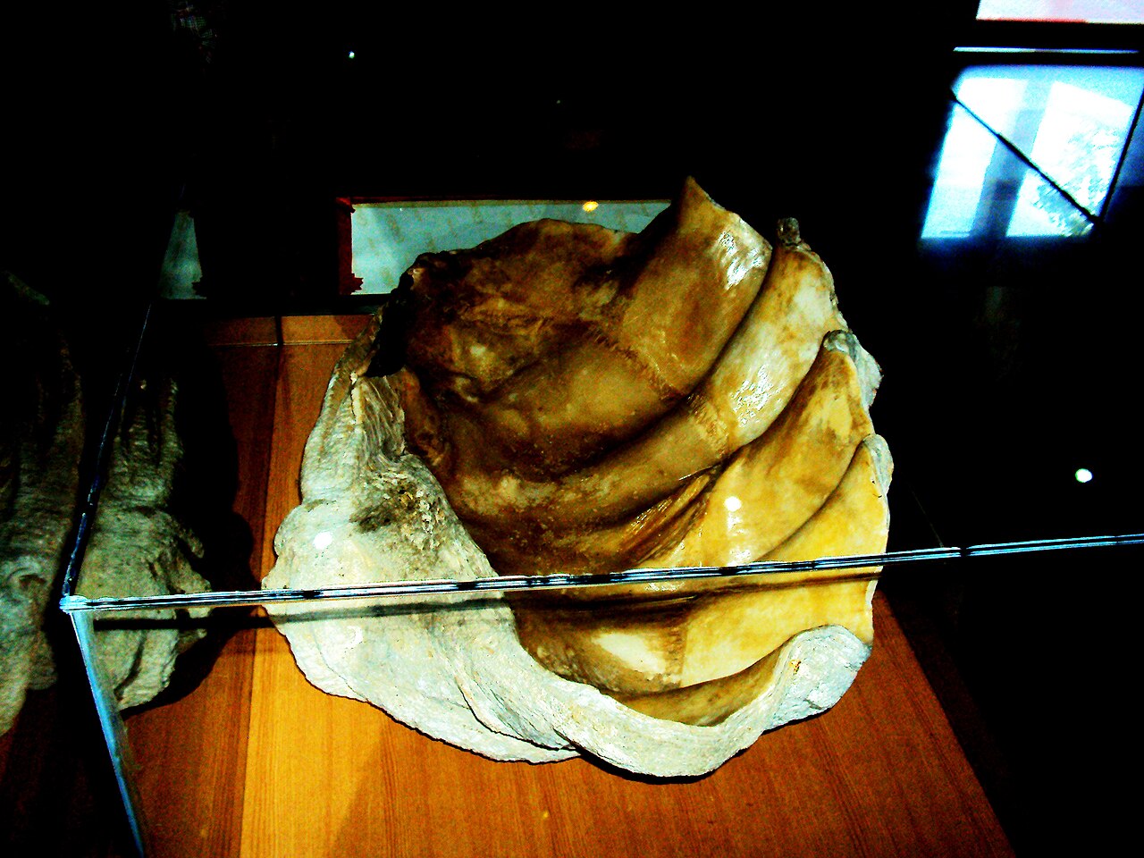 Oyster