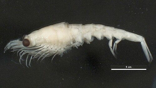Pacific krill