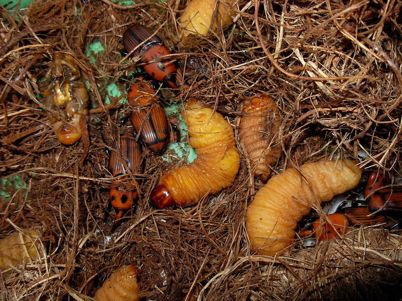 Palm weevil larvae