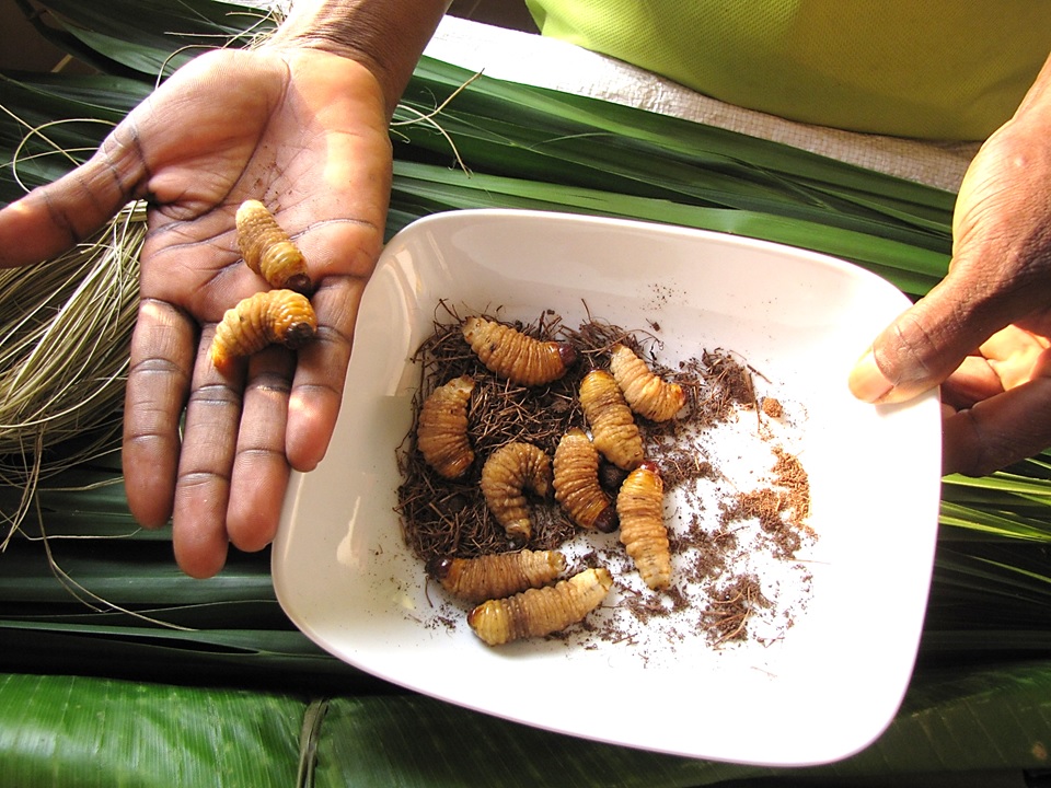 Palm weevil larvae