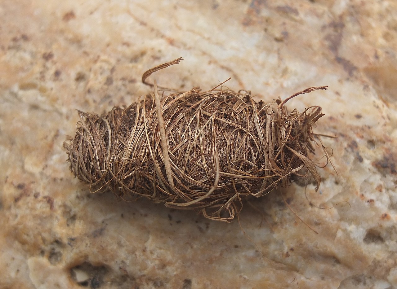 Palm weevil larvae