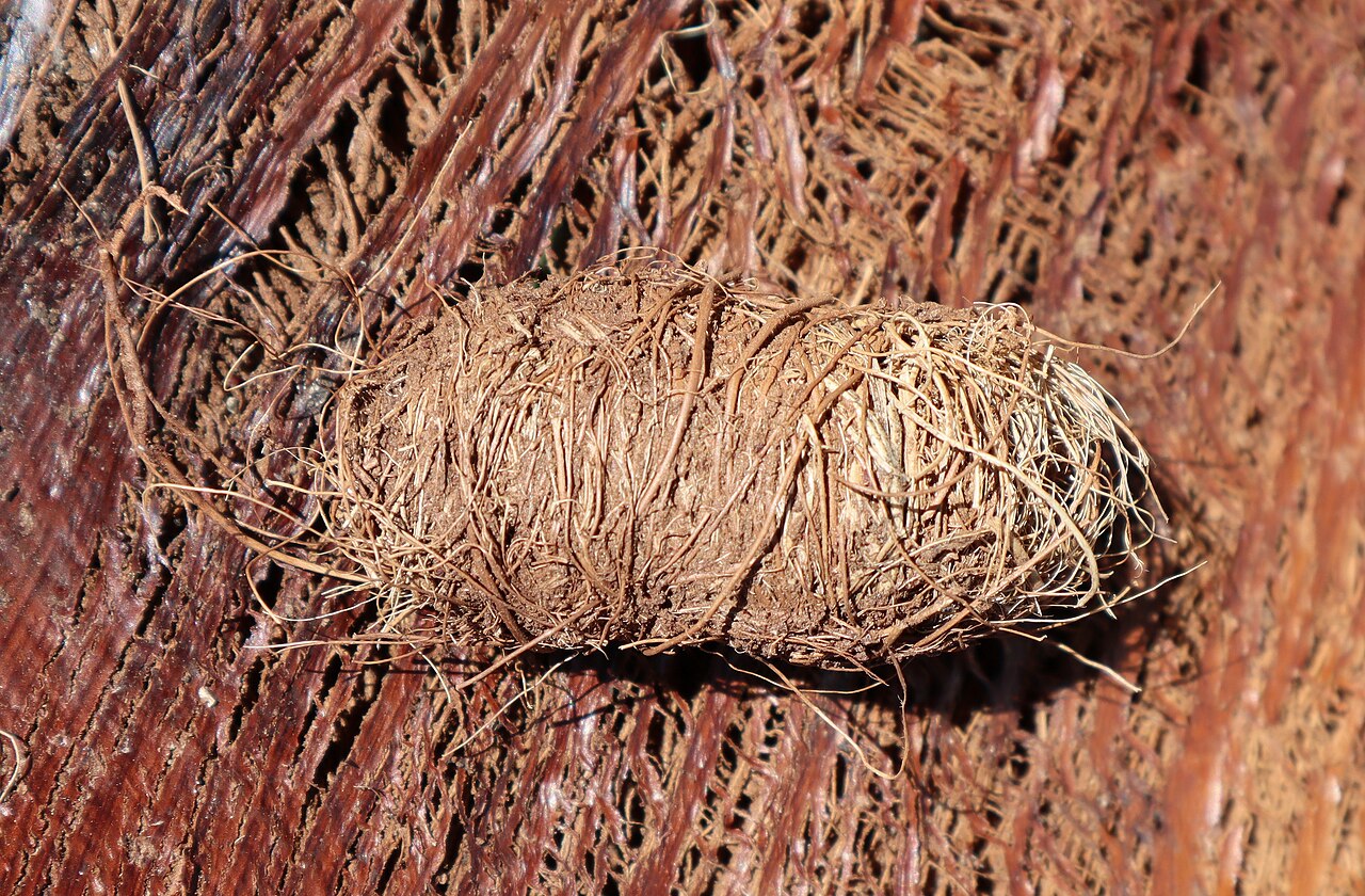 Palm weevil larvae