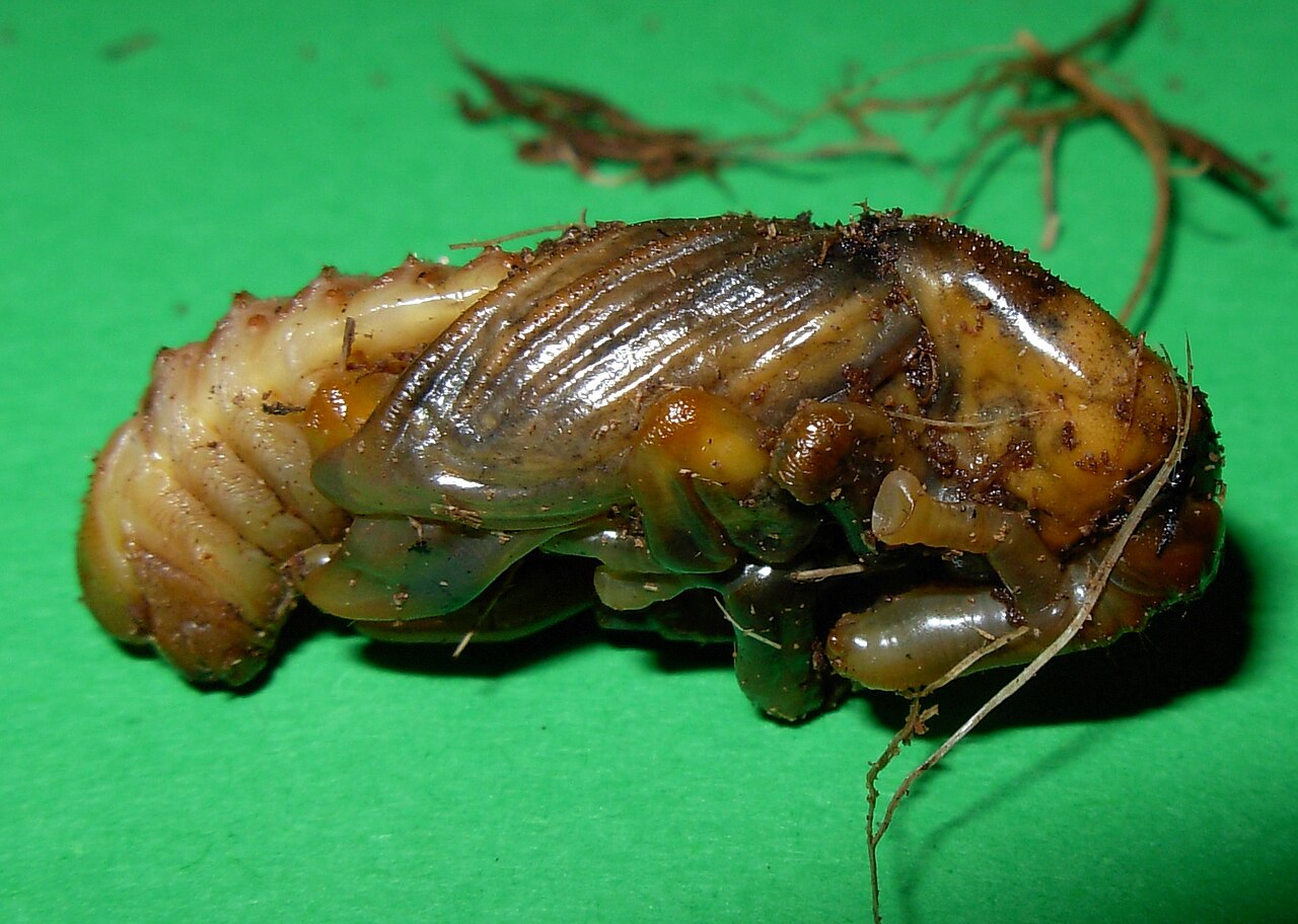 Palm weevil larvae