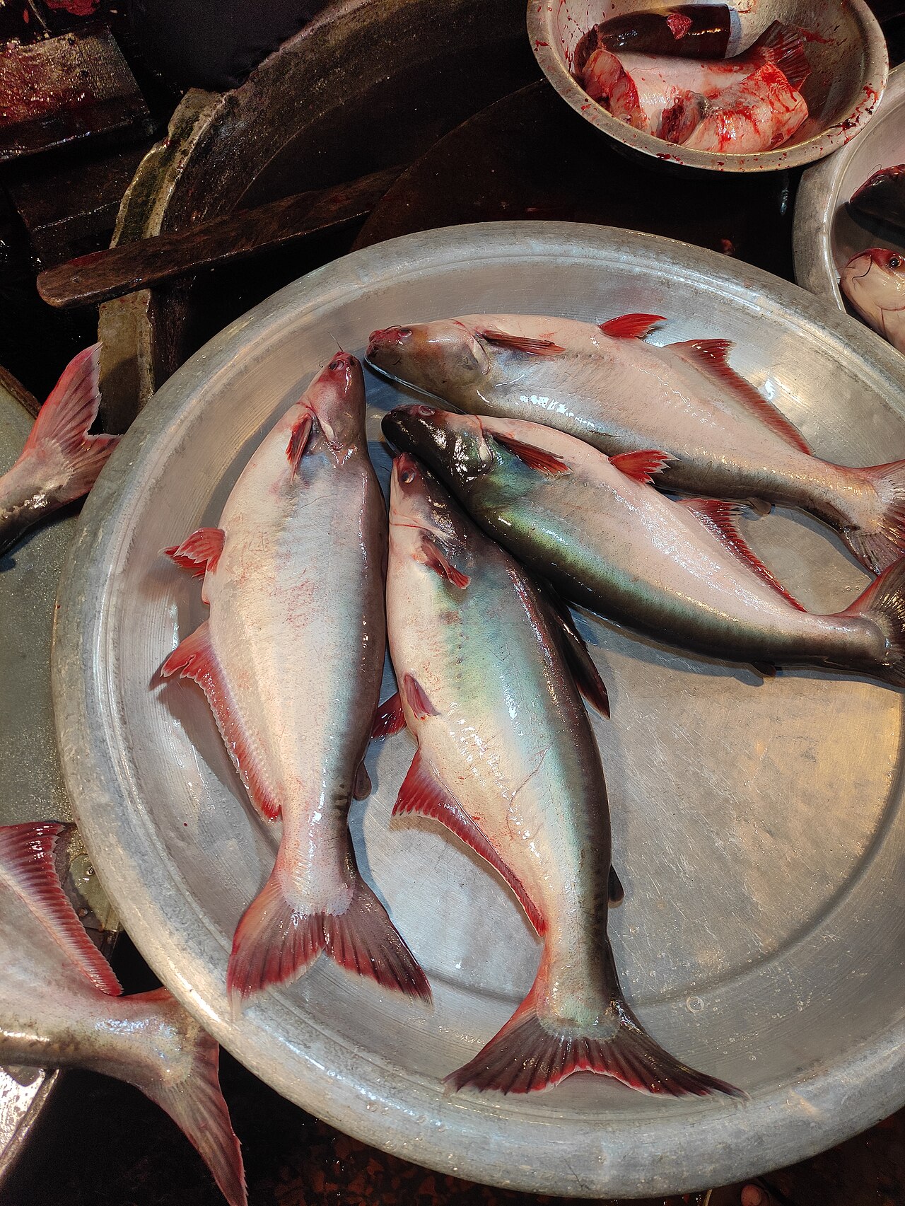 Pangasius catfish