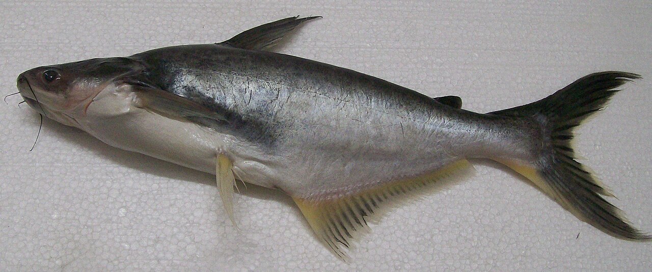 Pangasius catfish