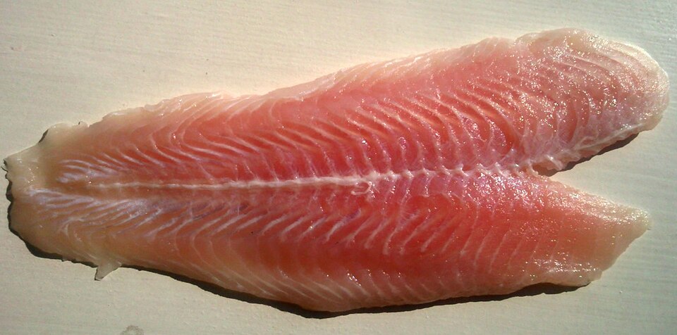 Pangasius catfish