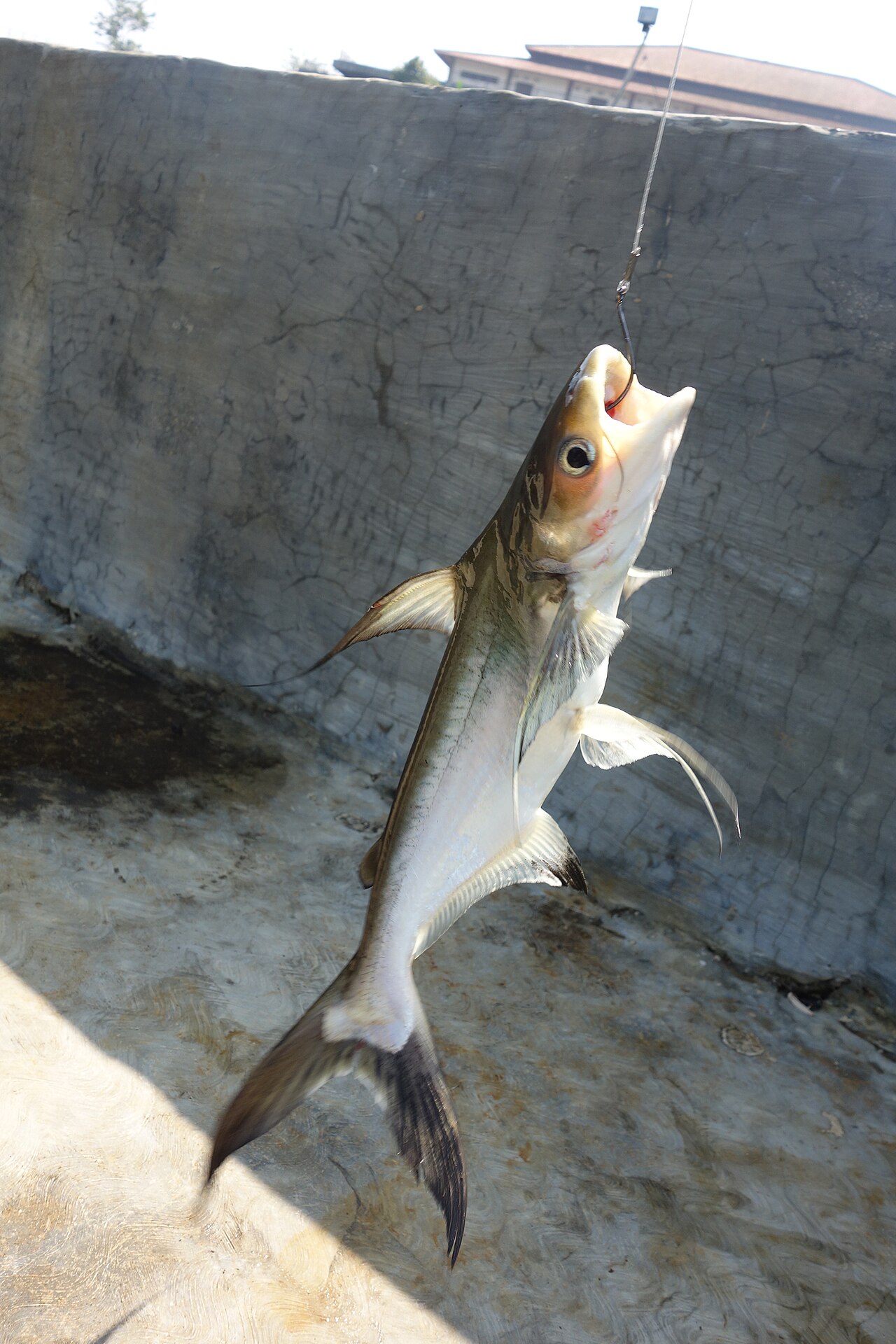 Pangasius catfish