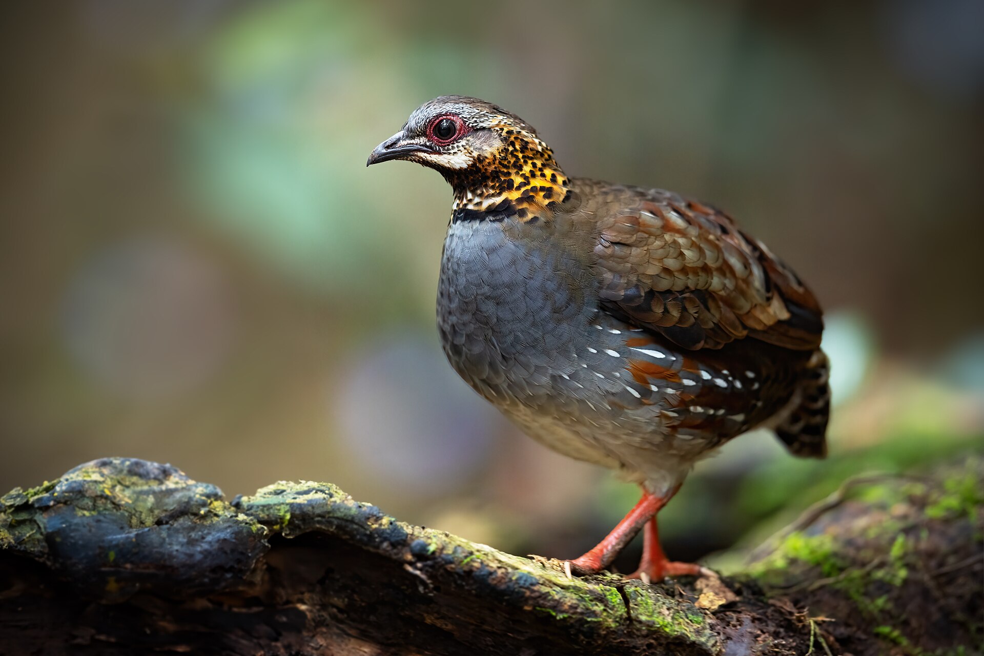 Partridge