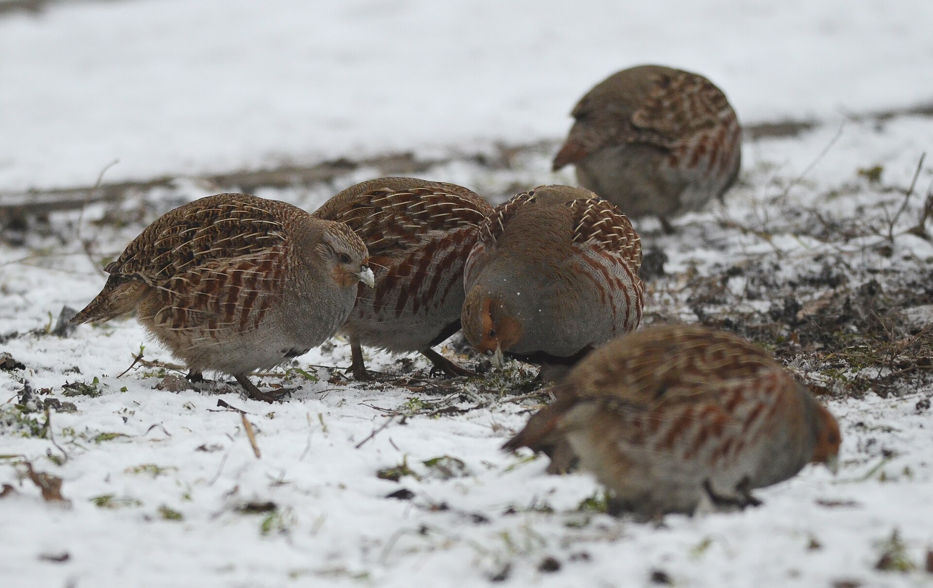 Partridge