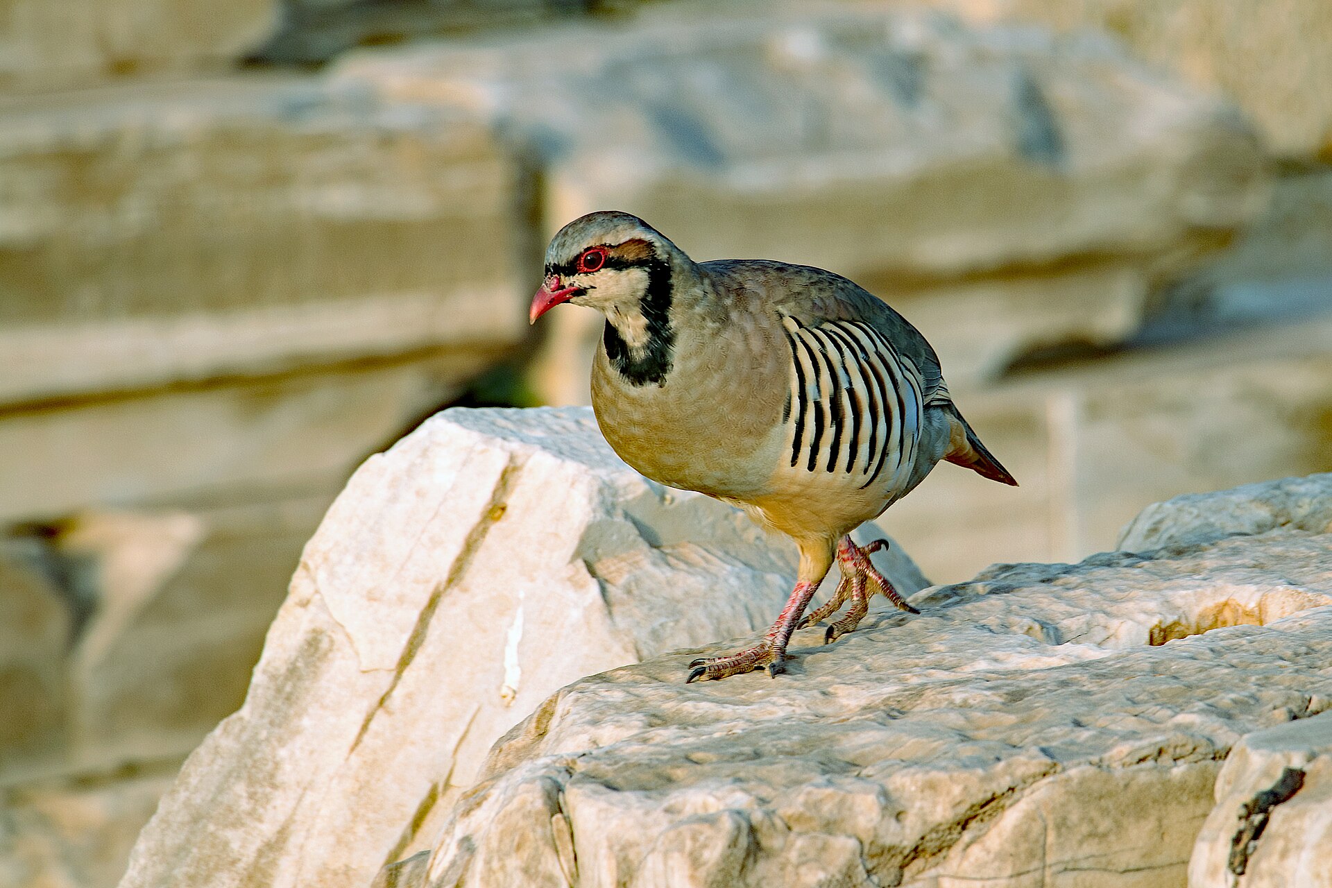 Partridge