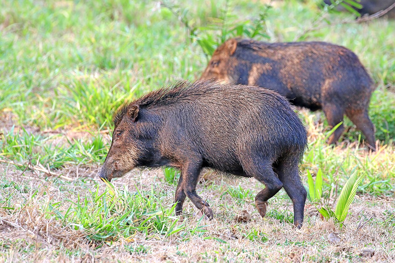 Peccary