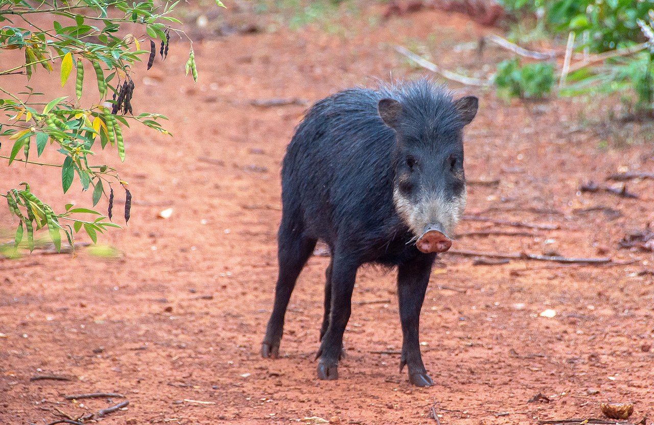 Peccary