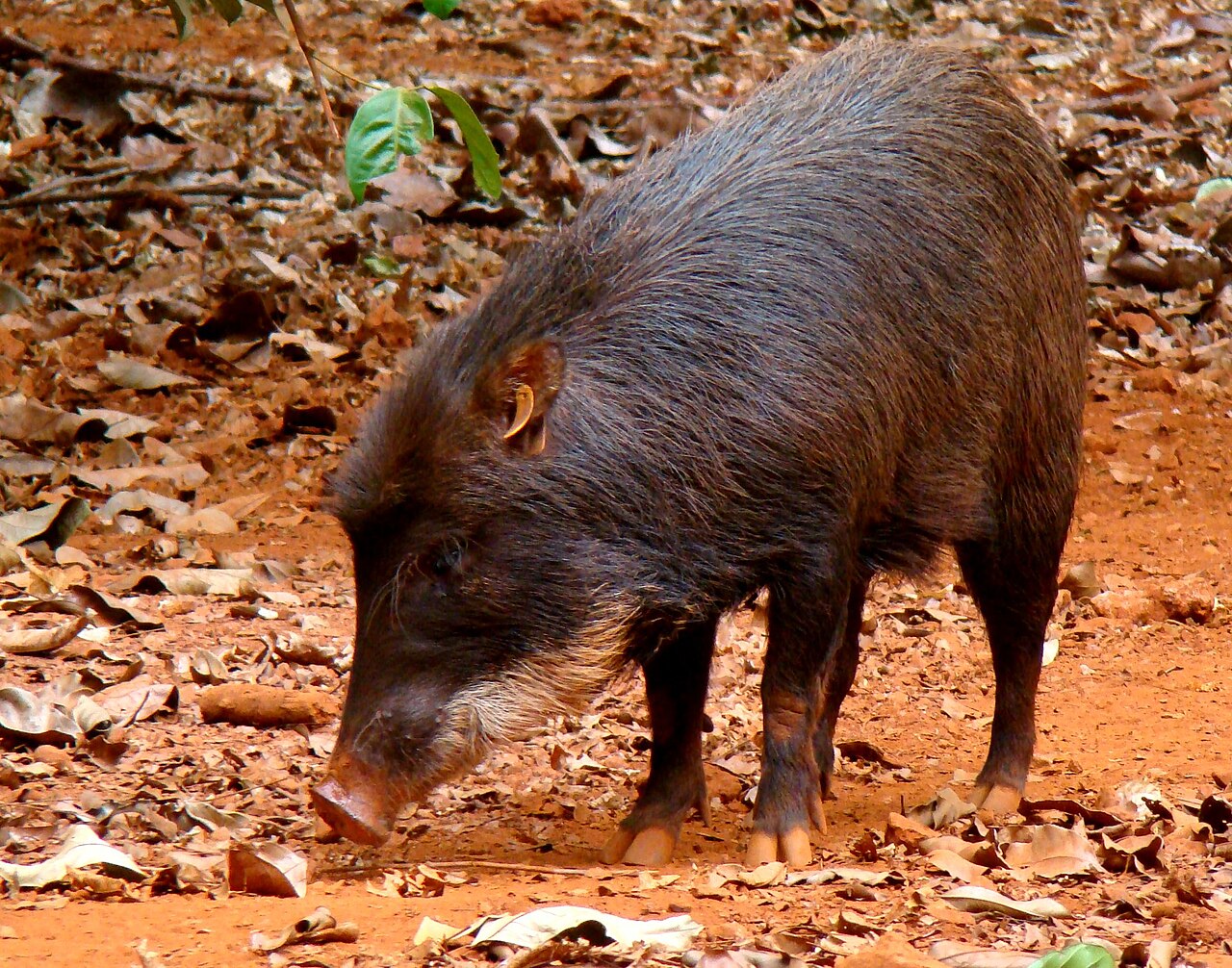 Peccary