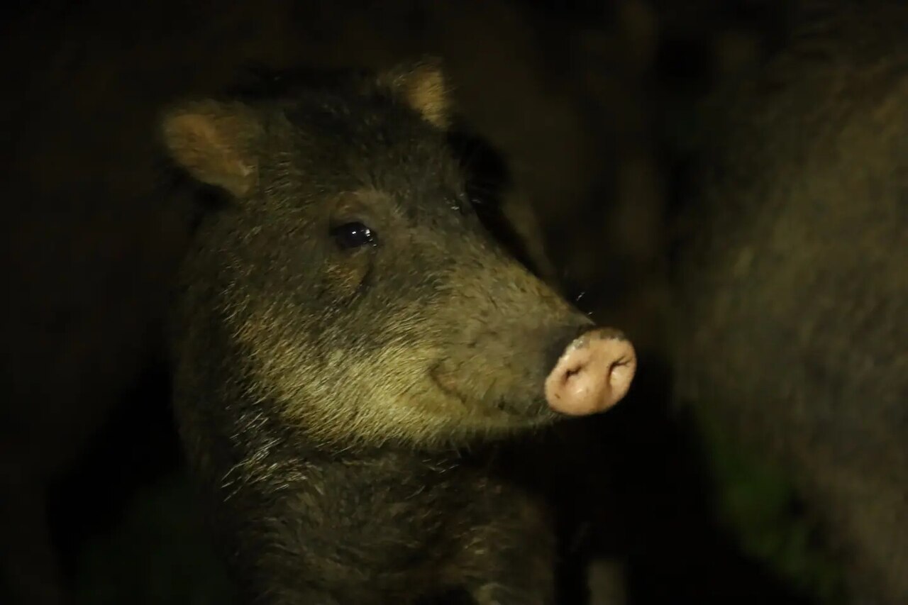 Peccary