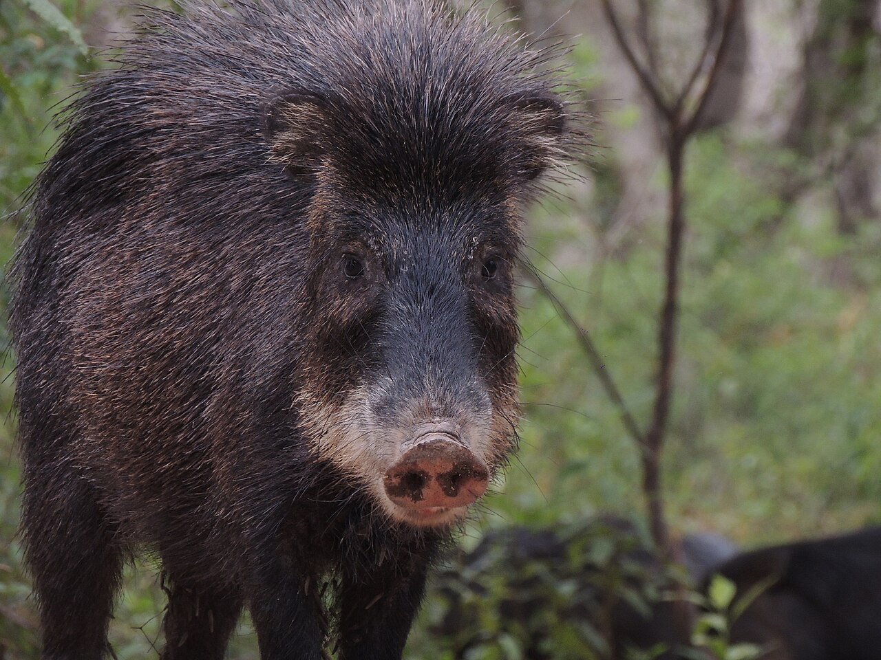 Peccary