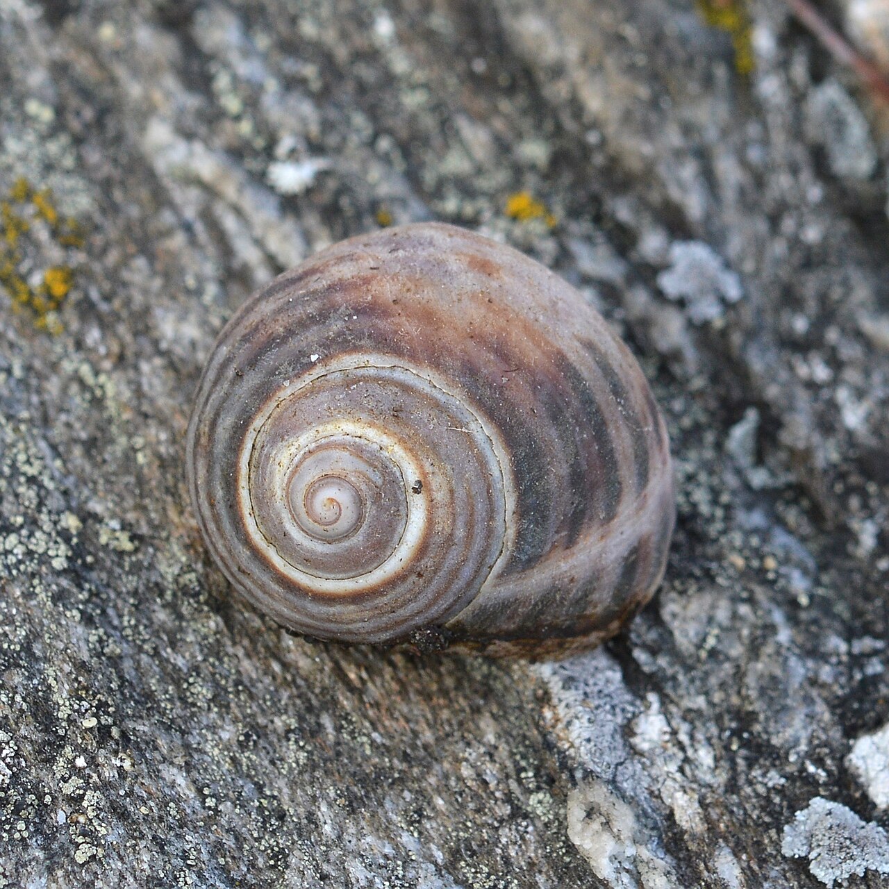 Periwinkle