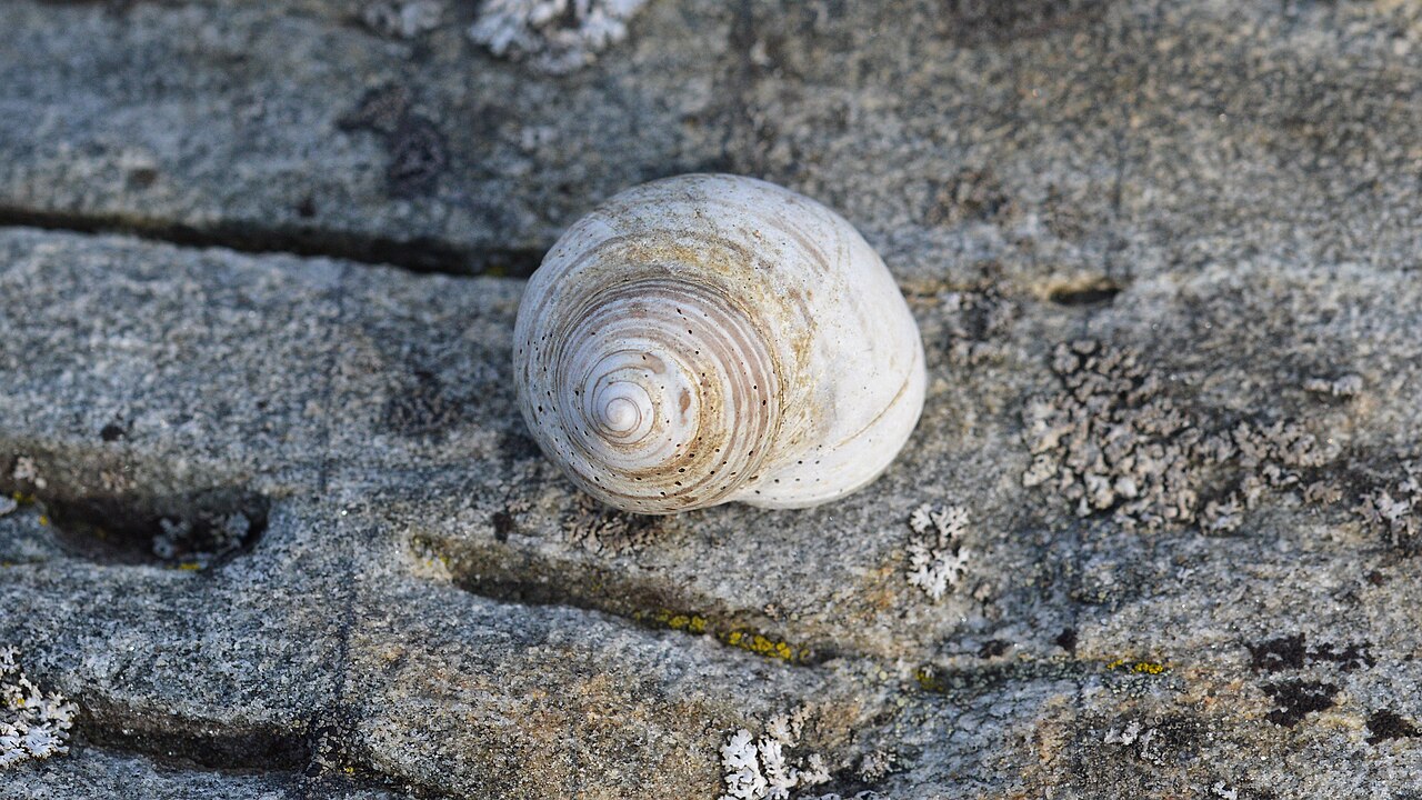 Periwinkle